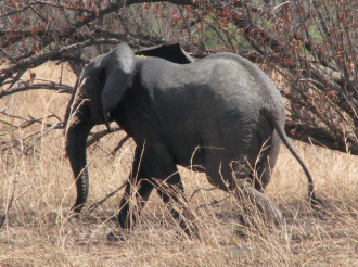 04 Elephant Passant Son Chemin